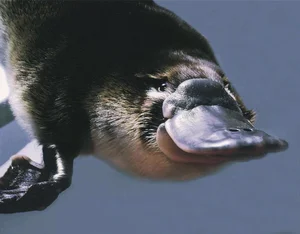The Platypus: The World's Most Fascinating 'Half-Beast, Half-Reptile' - image 14