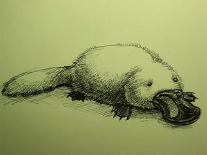 The Platypus: The World's Most Fascinating 'Half-Beast, Half-Reptile' - image 3