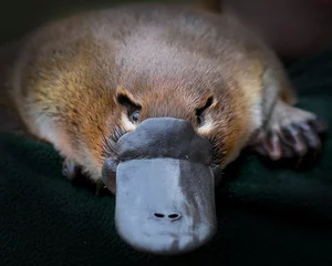 The Platypus: The World's Most Fascinating 'Half-Beast, Half-Reptile' - image 7