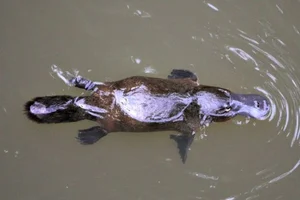 The Platypus: The World's Most Fascinating 'Half-Beast, Half-Reptile' - image 13