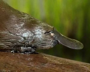 The Platypus: The World's Most Fascinating 'Half-Beast, Half-Reptile' - image 4