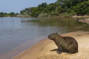 Inside the World's Most Terrifying Wetlands and Their Giant Predators - image 2