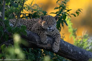 Inside the World's Most Terrifying Wetlands and Their Giant Predators - image 7