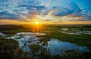 Inside the World's Most Terrifying Wetlands and Their Giant Predators - image 3