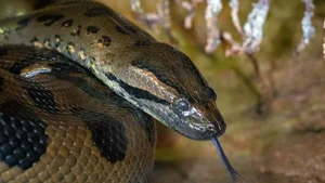 Inside the World's Most Terrifying Wetlands and Their Giant Predators - image 4