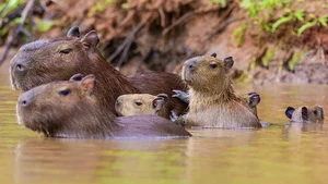 Inside the World's Most Terrifying Wetlands and Their Giant Predators - image 1