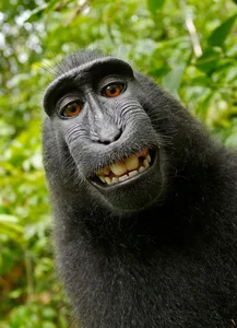 Discover the Celebes Crested Macaque: Indonesia’s Expressive Black Macaque - image 7