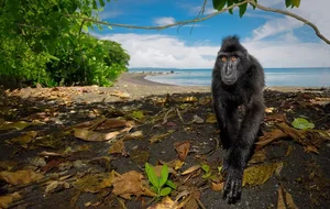 Discover the Celebes Crested Macaque: Indonesia’s Expressive Black Macaque - image 5
