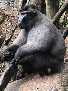 Discover the Celebes Crested Macaque: Indonesia’s Expressive Black Macaque - image 4