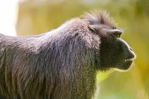 Discover the Celebes Crested Macaque: Indonesia’s Expressive Black Macaque - image 0
