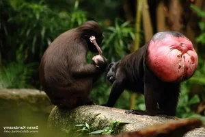 Discover the Celebes Crested Macaque: Indonesia’s Expressive Black Macaque - image 2