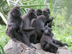 Discover the Celebes Crested Macaque: Indonesia’s Expressive Black Macaque - image 6