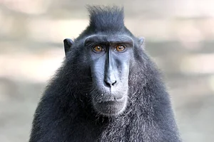 Discover the Celebes Crested Macaque: Indonesia’s Expressive Black Macaque - image 1