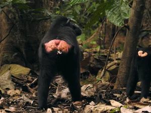 Discover the Celebes Crested Macaque: Indonesia’s Expressive Black Macaque - image 3