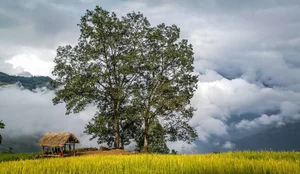 The Ultimate 2024 Lao Cai Travel Guide: Everything You Need for Your Northern Vietnam Trip - image 6