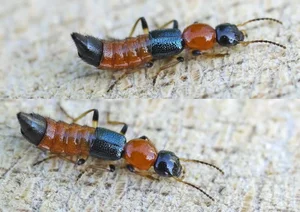 The Hidden Danger: Identifying Vietnam's Most Hazardous Beetles - image 0