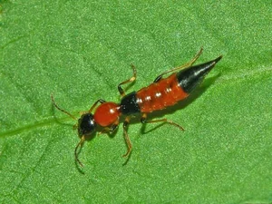 The Hidden Danger: Identifying Vietnam's Most Hazardous Beetles - image 8