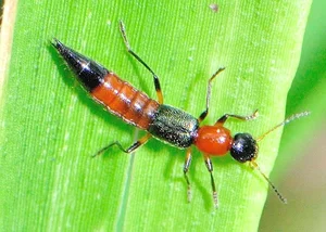 The Hidden Danger: Identifying Vietnam's Most Hazardous Beetles - image 7