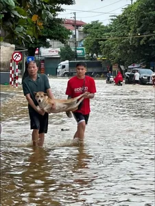 Heartwarming Moments: Animal Rescues During the Flood Season - image 1