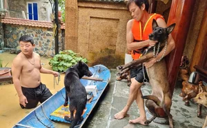 Heartwarming Moments: Animal Rescues During the Flood Season - image 6