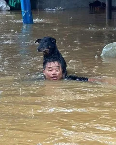 Heartwarming Moments: Animal Rescues During the Flood Season - image 0