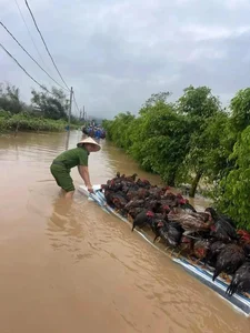 Heartwarming Moments: Animal Rescues During the Flood Season - image 5