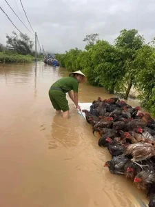 Heartwarming Moments: Animal Rescues During the Flood Season - image 4