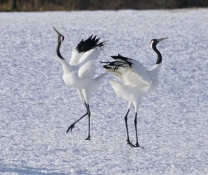 The Iconic Red-Crowned Crane: A Symbol of Japan's Natural Heritage - image 2