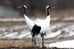 The Iconic Red-Crowned Crane: A Symbol of Japan's Natural Heritage - image 1