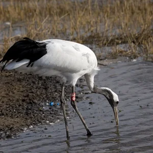 The Iconic Red-Crowned Crane: A Symbol of Japan's Natural Heritage - image 0