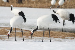 The Iconic Red-Crowned Crane: A Symbol of Japan's Natural Heritage - image 5