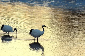 The Iconic Red-Crowned Crane: A Symbol of Japan's Natural Heritage - image 6