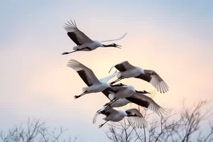 The Iconic Red-Crowned Crane: A Symbol of Japan's Natural Heritage - image 8