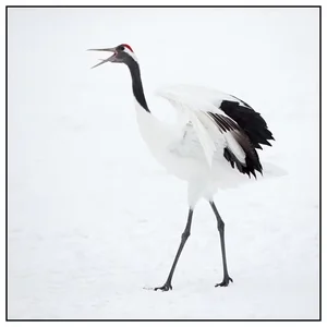The Iconic Red-Crowned Crane: A Symbol of Japan's Natural Heritage - image 7