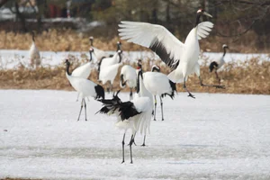 The Iconic Red-Crowned Crane: A Symbol of Japan's Natural Heritage - image 3
