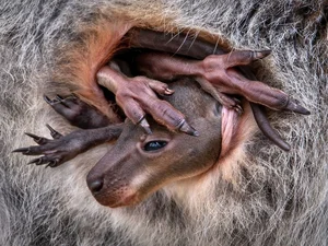 9 Astonishing and Rare Moments Captured in the Wild Animal Kingdom - image 6