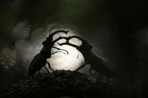 9 Astonishing and Rare Moments Captured in the Wild Animal Kingdom - image 8