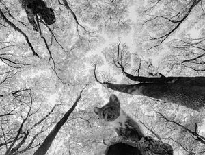9 Astonishing and Rare Moments Captured in the Wild Animal Kingdom - image 3