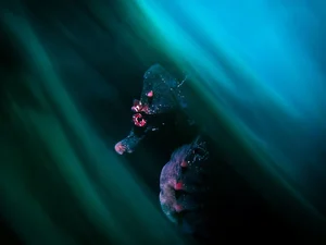 9 Astonishing and Rare Moments Captured in the Wild Animal Kingdom - image 4