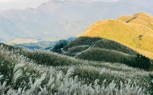 Binh Lieu's White Reed Grass: A Heavenly Autumn Destination in Vietnam - image 8