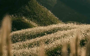 Binh Lieu's White Reed Grass: A Heavenly Autumn Destination in Vietnam - image 3