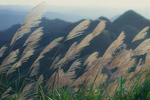 Binh Lieu's White Reed Grass: A Heavenly Autumn Destination in Vietnam - image 6