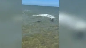 Hammerhead Shark vs Stingray: A Thrilling Underwater Chase with a Surprising Twist - image 1