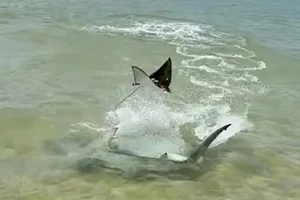 Hammerhead Shark vs Stingray: A Thrilling Underwater Chase with a Surprising Twist - image 0