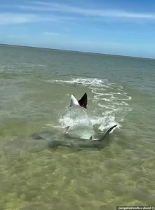 Hammerhead Shark vs Stingray: A Thrilling Underwater Chase with a Surprising Twist - image 7