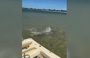 Hammerhead Shark vs Stingray: A Thrilling Underwater Chase with a Surprising Twist - image 4
