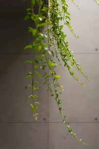 Dang House: Innovative 100m² Modern Townhouse with Natural Light Design - image 28