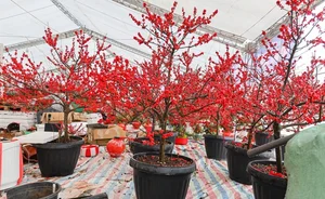 Luxury Winterberry Branches Become Tet 2025 Decor Trend - image 9