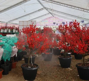 Luxury Winterberry Branches Become Tet 2025 Decor Trend - image 3