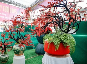 Luxury Winterberry Branches Become Tet 2025 Decor Trend - image 8